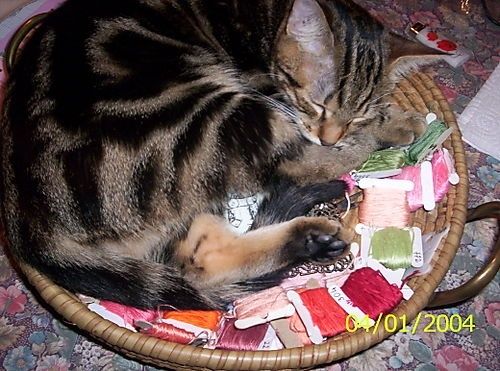 Chat tigré enroulé dans une corbeille d'osier