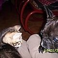 Chien et chat au rocking chair