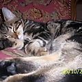Eveil en douceur d'un chat tabby
