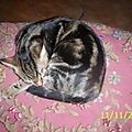 Chat tabby faisant sa toilette