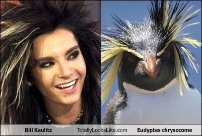 bill-kaulitz-totally-looks-like-eudyptes-chrysocome