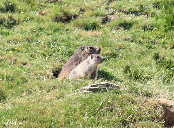 Marmotes-St-Lary.jpg