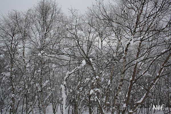 Arbres-sous-la-neige-02-10.jpg
