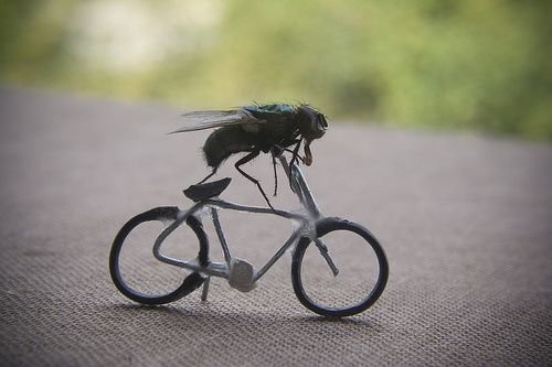 TheSecretLifeofMr.Fly12