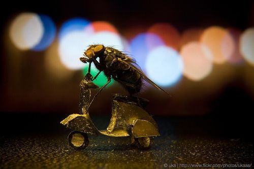 TheSecretLifeofMr.Fly6