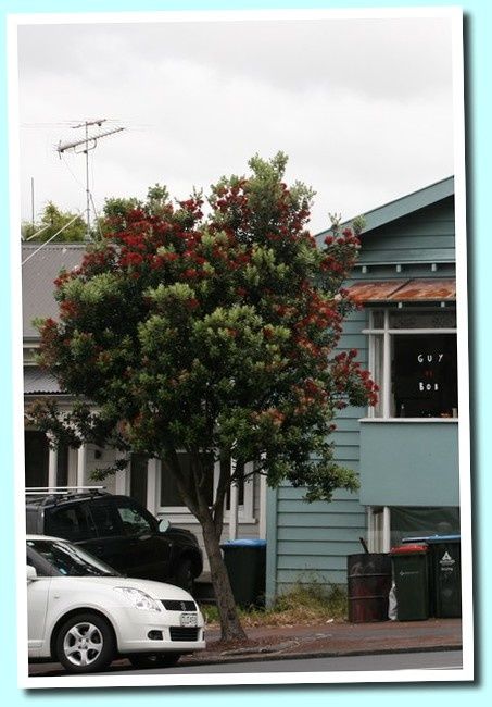 Pohutukawa