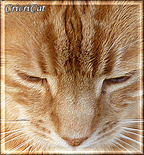 http://idata.over-blog.com/1/90/75/50/concours/cricri.gif