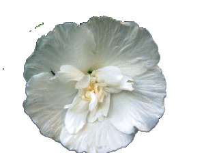 hibiscus-white-chiffon.gif