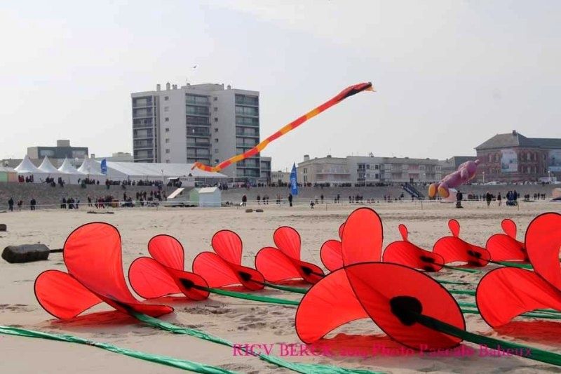 COQUELICOTS-6461.JPG