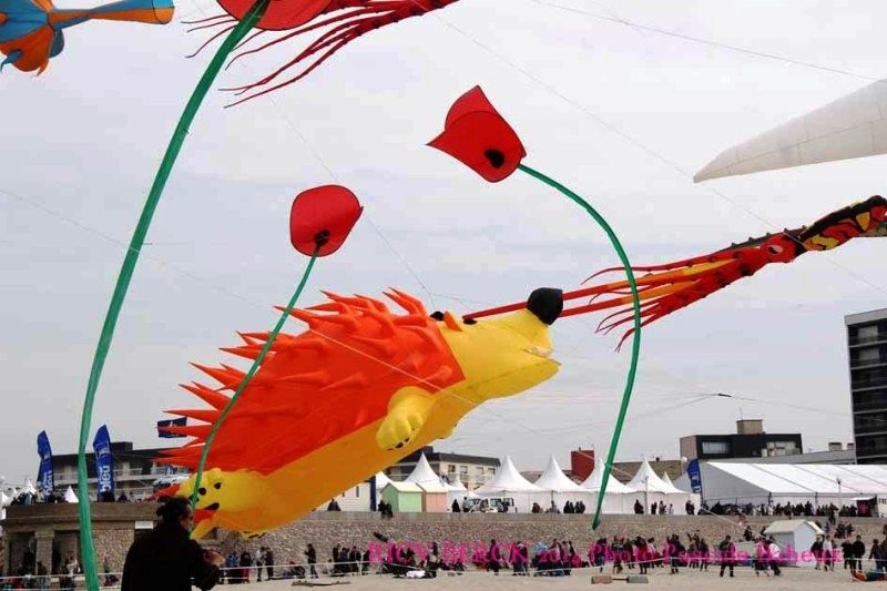 COQUELICOTS-7053.JPG
