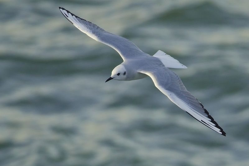 Mouette-de-Bonaparte-Getxo-290113_DSC7458.jpg