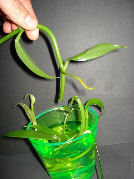 comment planter bouture de vanille