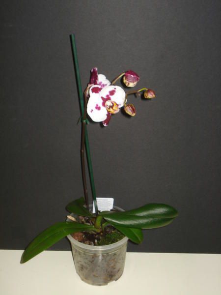 Album Phalaenopsis Le Blog De Minou 7490