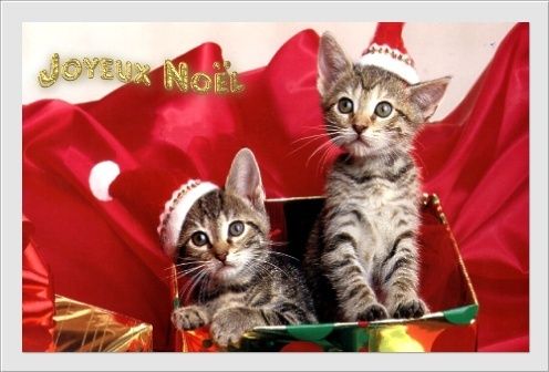 carte_noel-chats.jpg