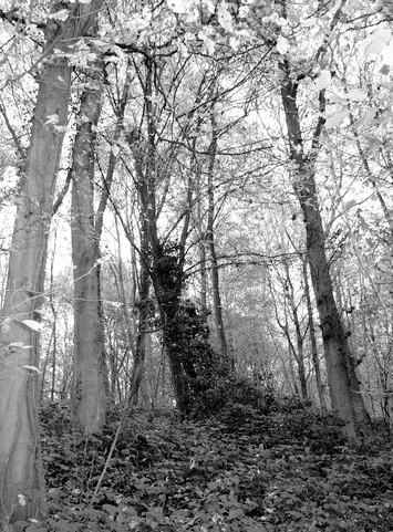 photo image noir et blancs en forêt, arbres, feuilles, émotion 