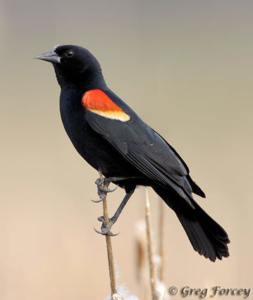 red_winged_blackbird_359.jpg