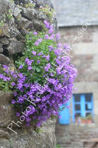 Campanule muralis, fleur de Bretagne Campanule muralis, fleur de Bretagne