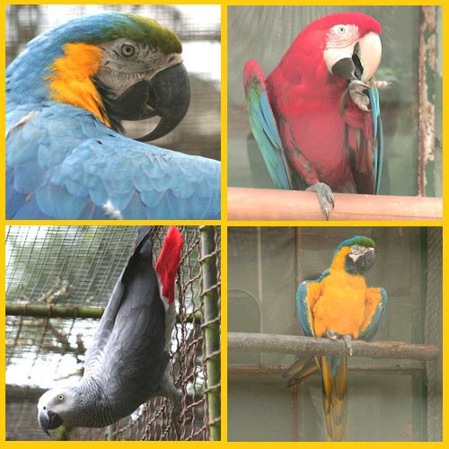 Parc Ornithologique de Bretagne Bruz Rennes Parc Ornithologique de Bretagne Bruz Rennes