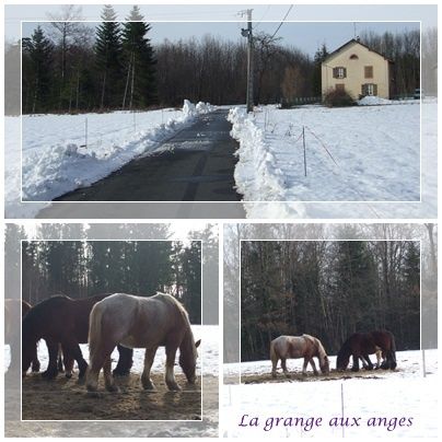 montage1-copie-1.jpg