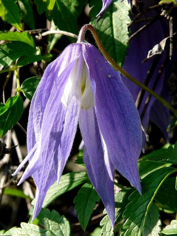 Clématite alpina "Francis Rivis" - Clematis alpina "Francis Rivis" - Le  temps des Fleurs