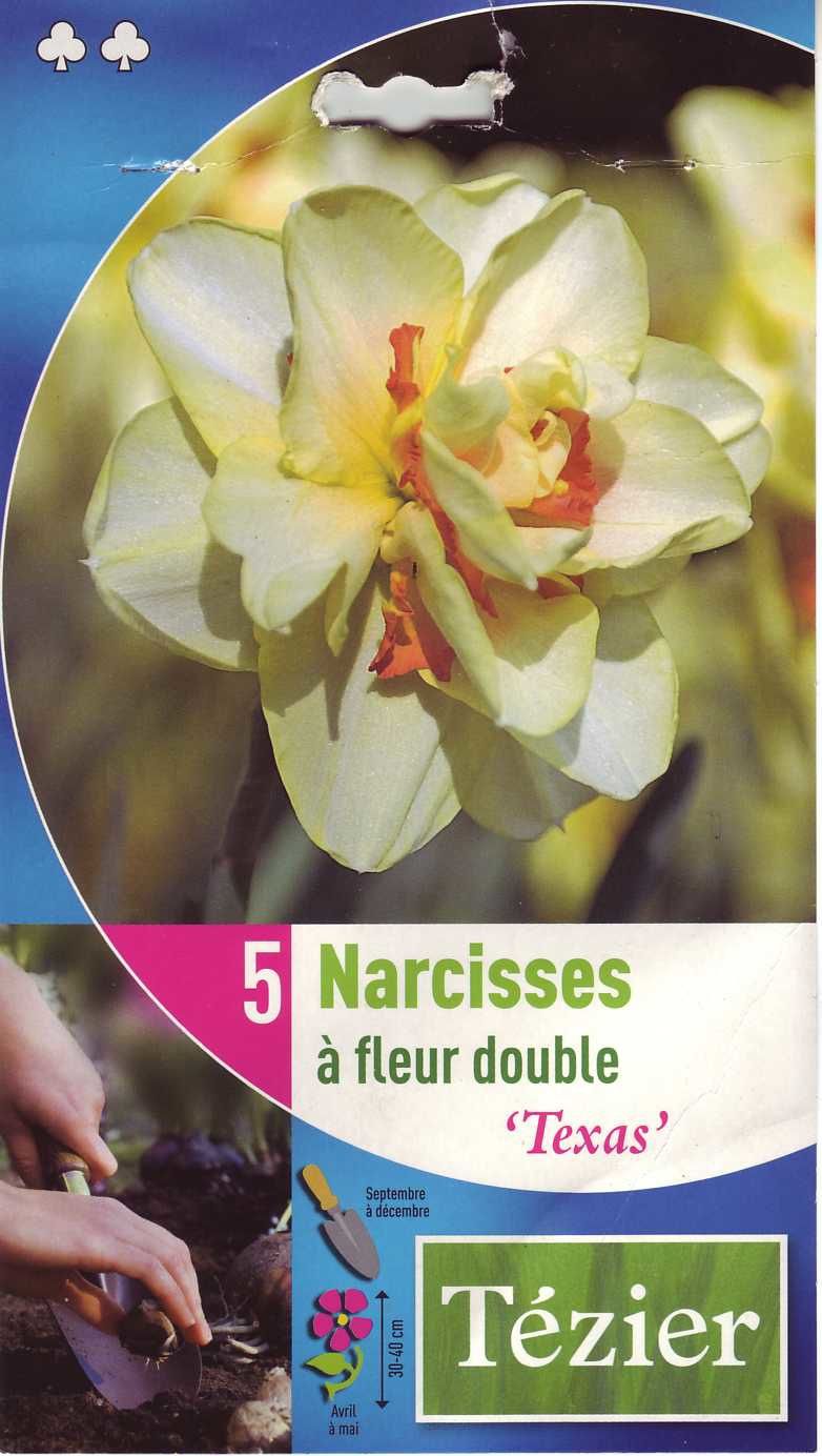 Narcisse_-_fleur_double_Texas.jpg
