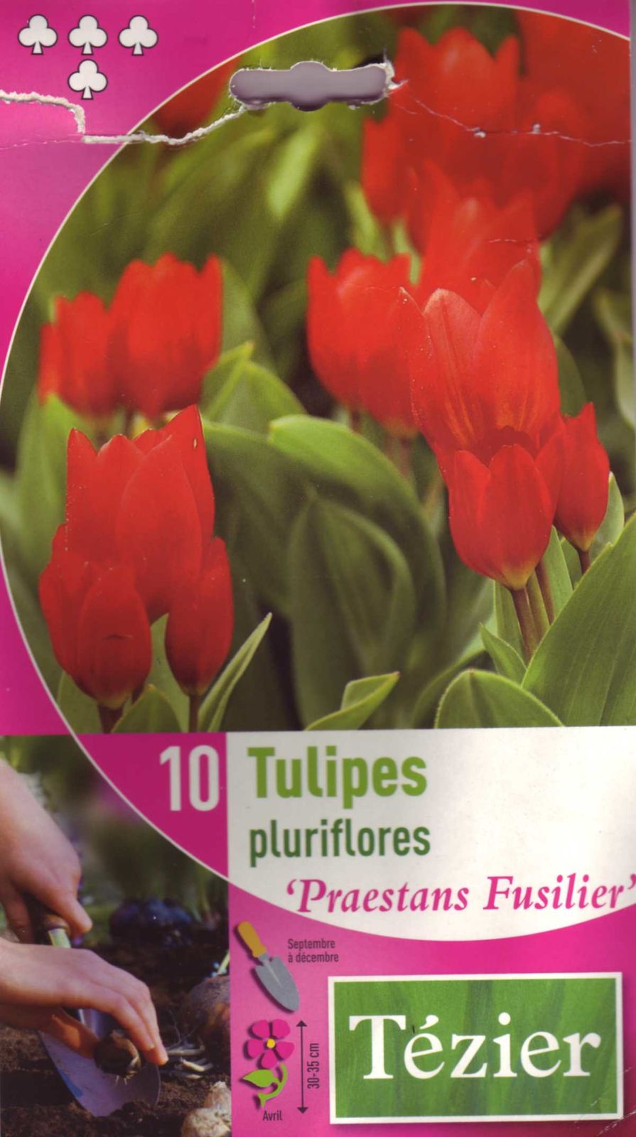 Tulipes_pluriflores-Praestans_Fusilier.j