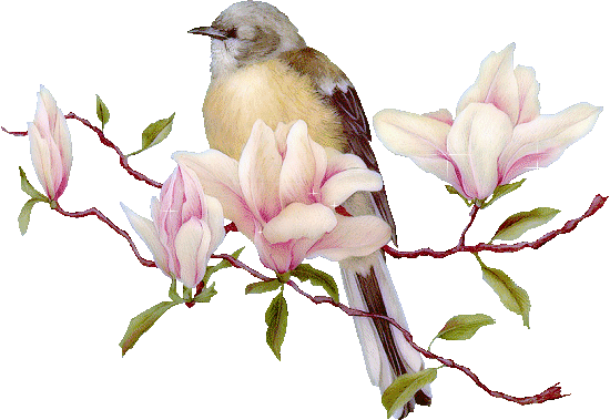 magnolia oiseau1