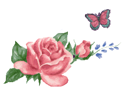 rose papillon