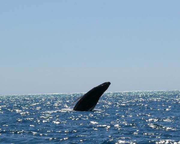 2007-08-23-sortie-baleine---33-.JPG