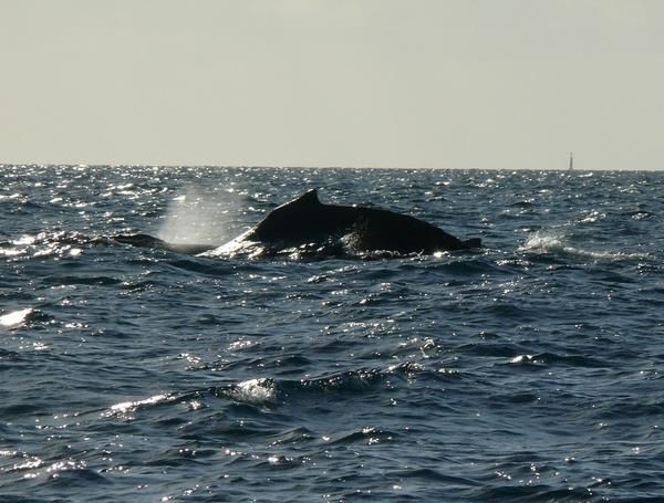 2008-06-29-sortie-baleines--39-.jpg