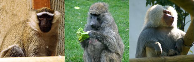 FrisAnimaux2007.jpg