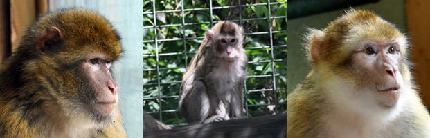 FrisAnimaux2009.jpg