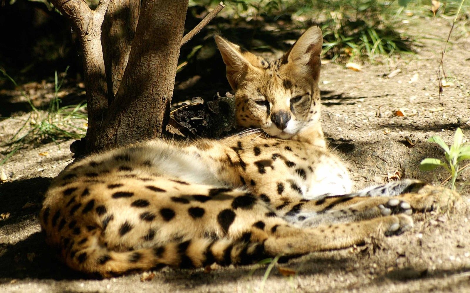 Serval