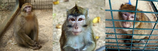 FrisAnimaux2008.jpg