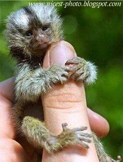 Animal dangereux Ouistiti-pygm--copie-1