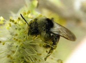Andrena3