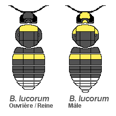 Bombus lucorum