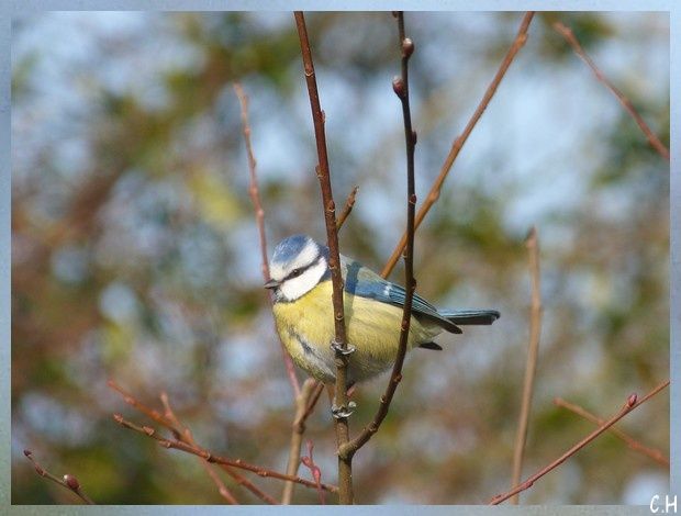 Chez Nous Les Oiseaux De Nos Jardins Le Blog De Guipry Messac