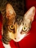 Nikos Bradley Carlton (Autres noms connus : BURNS et CHAT)