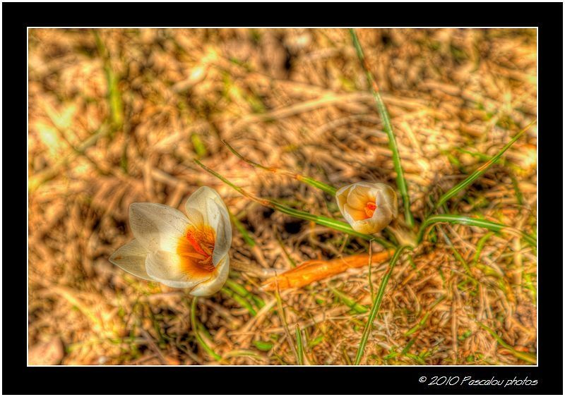 Fleurs 1632 3 4 tonemapped1