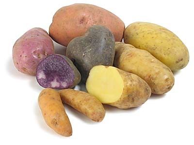 pomme_terre_gr.jpg