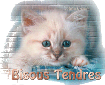 chat-bisous-tendres.gif