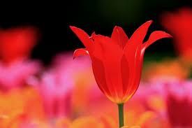 tulipe rouge
