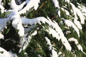 arbre-neige-2.jpg