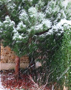 arbre-neige.jpg