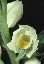 Cephalantera damasonium