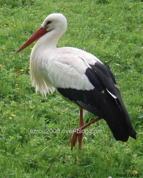 cigogne blanche (Ciconia ciconia) stork