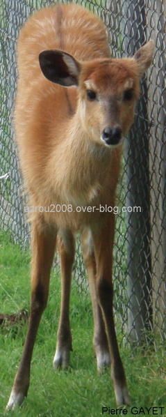 jeune guib d'eau (Tragelaphus spekei) antilope des marécages, Sitatunga, Situtunga (eng), Wasser-Bushbock (de) ,