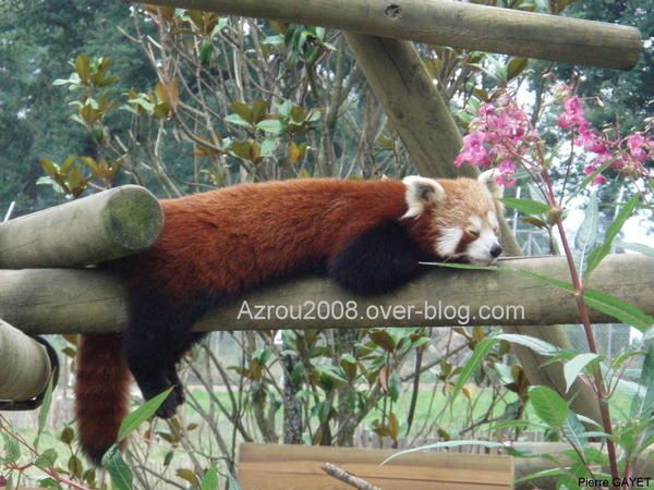 petit panda - panda roux (Ailurus fulgens) panda fuligineux, panda éclatant, panda doré, firefox