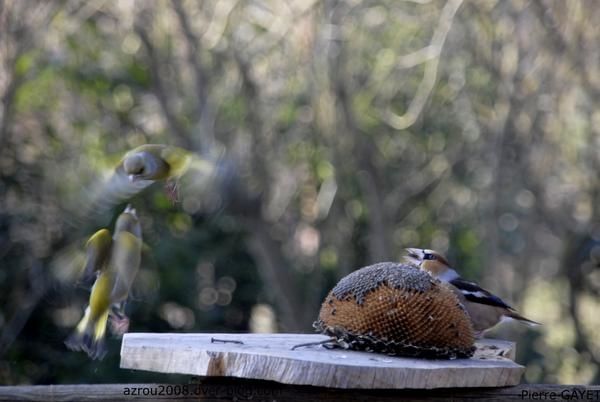 2 verdiers d'europe (Carduelis chloris) se disputant une tête de tournesol sur une mangeoire, sous le regard d'un gros-bec casse-noyau